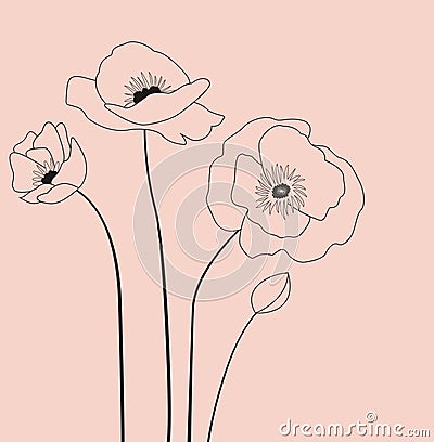 Poppies flowers. Vector Illustration