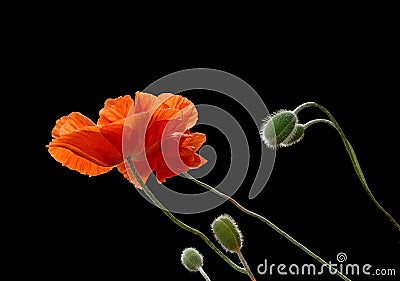 Poppies isolated on black. Stock Photo