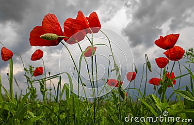 Poppies landscape Stock Photo