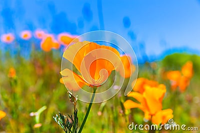 Poppies poppy flowers in orange at California spring fields Stock Photo