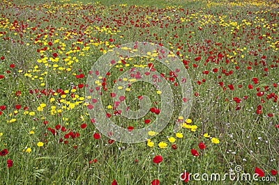 A spectacular and colorful field of flowers Stock Photo