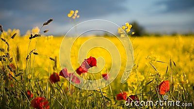 Poppies in Seed Field Stock Photo