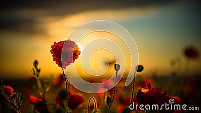 Poppies in Seed Field Stock Photo