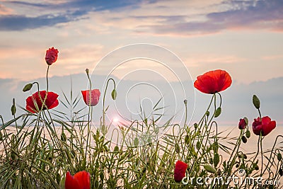 Poppies on the sea shore at sunrise Stock Photo