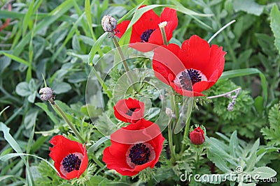 Poppies in spring Stock Photo