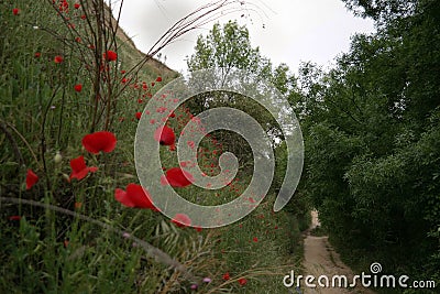 Poppies spring red grass meadow Stock Photo