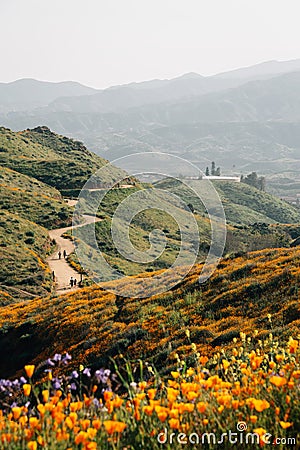 Poppies with view of hills and the trail at Walker Canyon, in Lake Elsinore, California Stock Photo