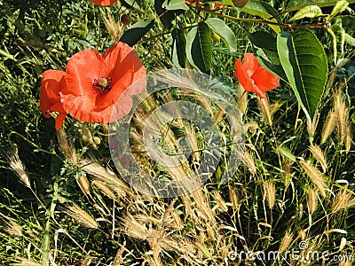 Poppies and wheat on a field as ourdoors nature beauty Stock Photo