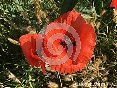 Poppies and wheat on a field as ourdoors nature beauty Stock Photo