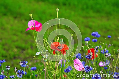 Poppies and wild flowers Stock Photo