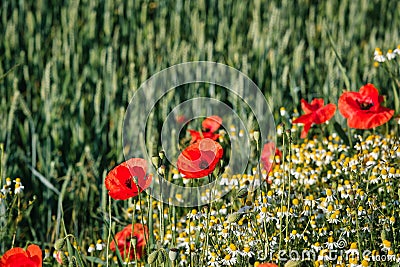 Poppies and wild flowers on a field border Stock Photo