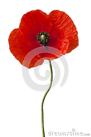 Poppy Stock Photo