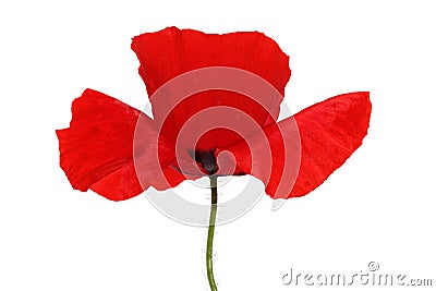 Poppy Stock Photo