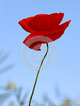 Poppy Stock Photo