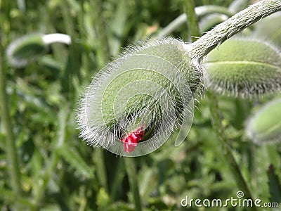 Poppy bloom Stock Photo