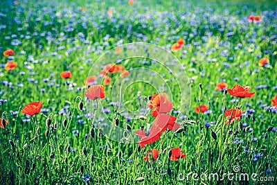 Poppy and blue centaury flowers field in summer. Stock Photo