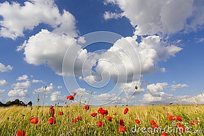 Poppy border wheat field 4 Stock Photo