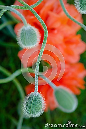 Poppy buds closeup and red poppies in the background Stock Photo