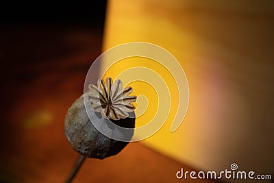 Poppy Bulb under colored lights with shadows Stock Photo