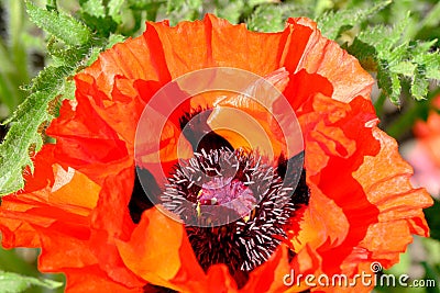 Poppy decorative bright beautiful flower Stock Photo