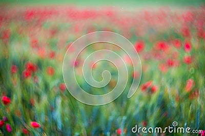 Poppy fieed background, swirly bokeh Stock Photo