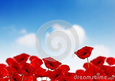 Poppy Field Stock Photo