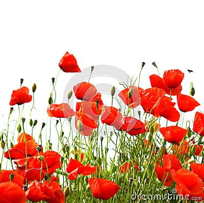 Poppy field Stock Photo