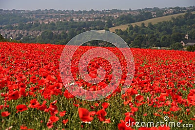 Poppy field Stock Photo