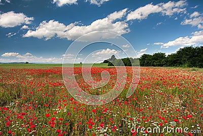 Poppy field Stock Photo