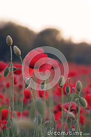 Poppy field blossoming in summer Stock Photo