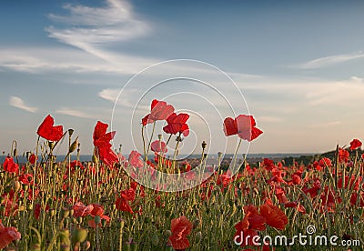 Poppy field with a blue sky Stock Photo