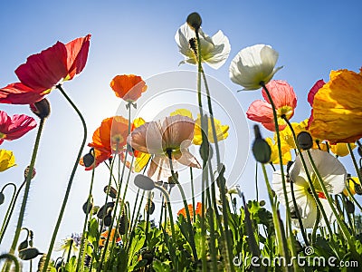 Poppy Field Colourful flowers with blue sky Outdoor Summer Stock Photo