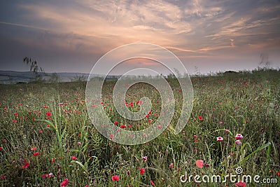 Poppy field landscape in Summer countryside sunrise Stock Photo