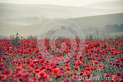 Poppy field landscape in Summer countryside sunrise with differential focus and shallow depth of field Stock Photo
