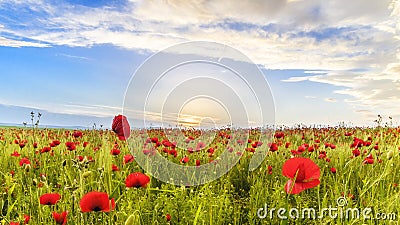 Poppy field in one of the regions of Azerbaijan Stock Photo