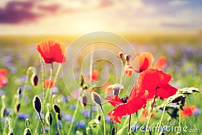 Poppy field, poppies flowers close-up. Summer landscape at sunset Stock Photo