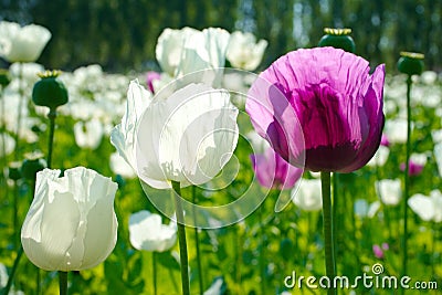 poppy field Stock Photo