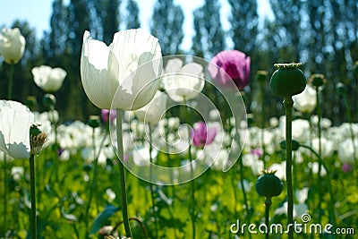 poppy field Stock Photo