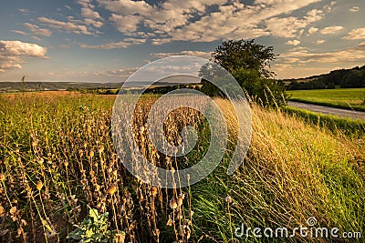 Poppy field with ripe finials Stock Photo