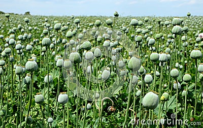 Papaver somniferum poppy field of green immature heads of poppy seedlings with poppies grown for pharmaceutical medical purposes Stock Photo