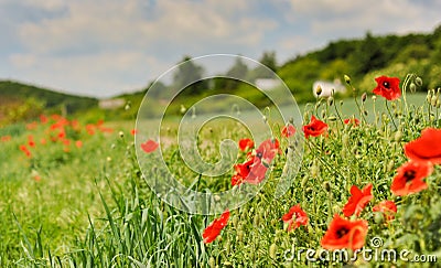 Poppy field with trees, houses and blue sky, Czech countryside. Stock Photo