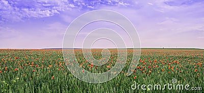 Poppy field under the purple sky. Unnatural color Stock Photo