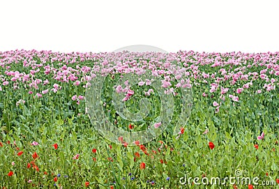 Poppy fields Stock Photo