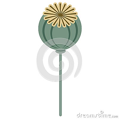 Poppy flat illustration Vector Illustration