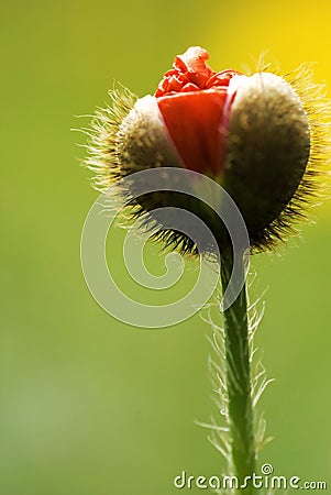 Poppy flower Stock Photo