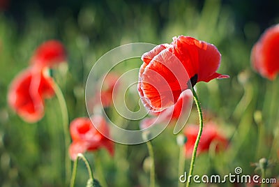 Poppy flower Stock Photo