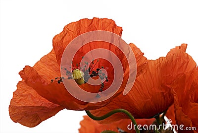 Poppy flower Stock Photo