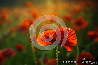 Poppy flower. Anzac day banner. Remember for Anzac, Historic war memory. Anzac background. Stock Photo