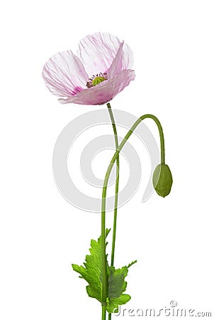 Poppy flower and bud isolated on white background. Papaver somniferum opium poppy Stock Photo