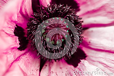 Poppy flower close very beautiful Stock Photo